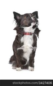 long haired chihuahua. long haired chihuahua in front of a white background