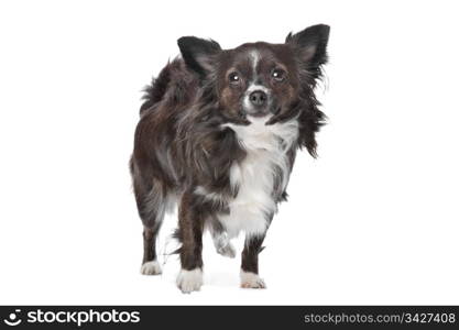 long haired chihuahua. long haired chihuahua in front of a white background