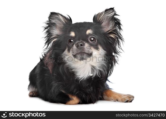 long haired chihuahua. long haired chihuahua in front of a white background
