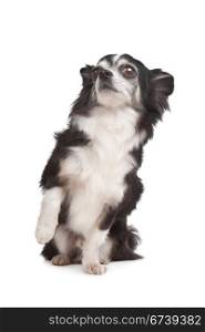 long-haired Chihuahua. long-haired Chihuahua in front of a white background