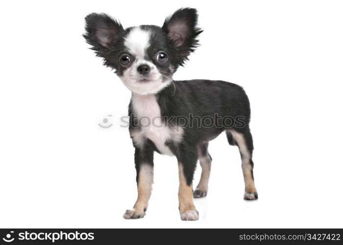 Long haired chihuahua puppy. Long haired chihuahua puppy in front of a white background