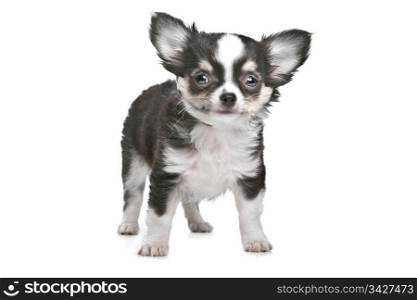 Long haired chihuahua puppy. Long haired chihuahua puppy in front of a white background