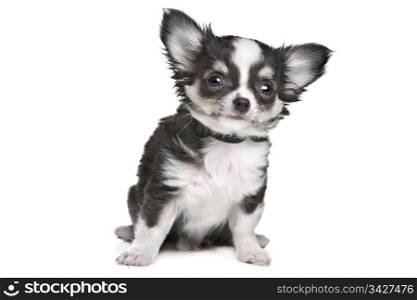 Long haired chihuahua puppy. Long haired chihuahua puppy in front of a white background