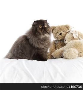 Long haired (persian) cat over a white background