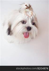 Long haired Shih Tzu puppy on white background