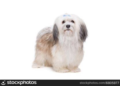 long haired Shih Tzu. Shih tzu dog in front of a white background