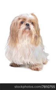 long haired small dog. long haired small dog in front of a white background