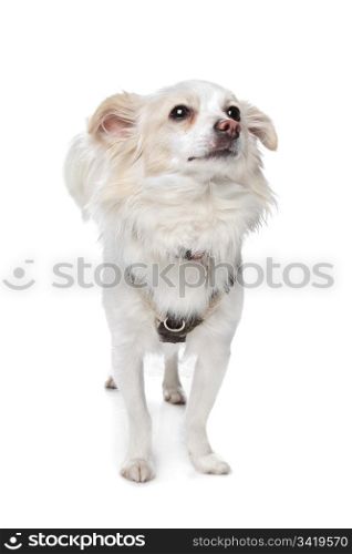 long haired white chihuahua. long haired white chihuahua in front of a white background