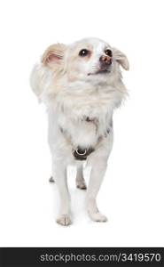 long haired white chihuahua. long haired white chihuahua in front of a white background