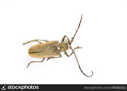 Long-horn beetles isolated on a white background