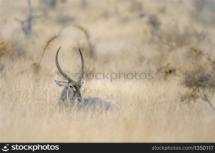Long horn Common Waterbuck male in the grass savannah in Kruger National park, South Africa ; Specie Kobus ellipsiprymnus family of Bovidae. Common Waterbuck in Kruger National park, South Africa
