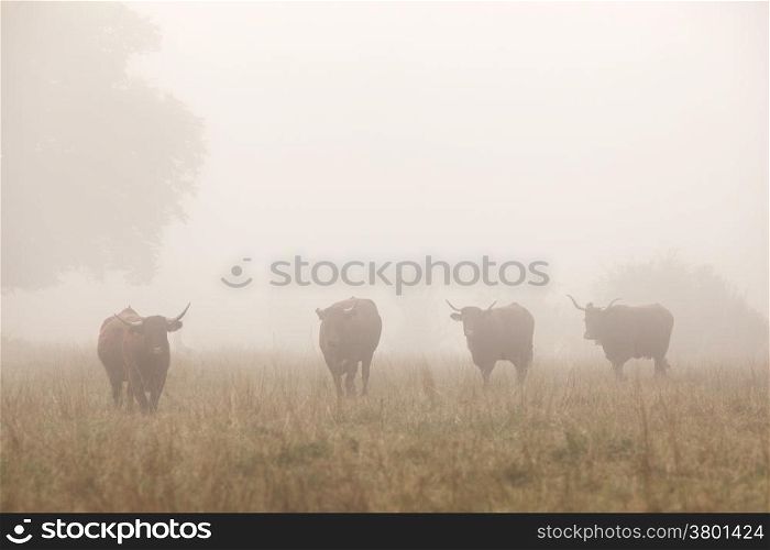 long horned cattle in the morning mist of the french Jura region