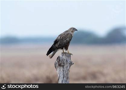 Long legged buzzard, Buteo rufinus, Blackbuck National Park, Velavadar, Gujarat, India