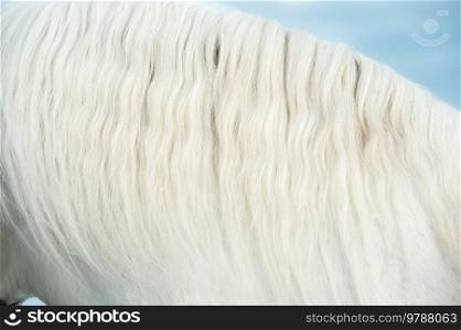   long mane of white Percheron Draft Horse. close up