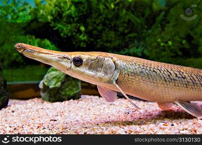 Long nose fish in aquarium