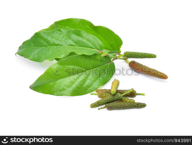 Long pepper isolated on white background.