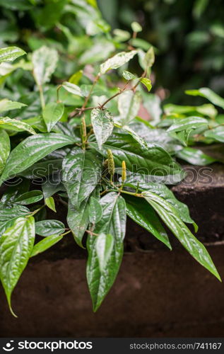 Long pepper vegetable herb plant closeup