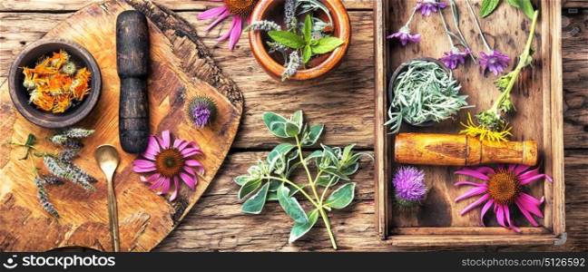 long poster with healthy herbs. Herbs medicine.Set of herbs, plants and flower in a wooden box
