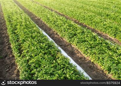 Long rows plantation of potato bushes after agrofibre removal. Agroindustry and agribusiness. Agriculture, growing food vegetables. Cultivation, harvesting in late spring. Growing a crop on the farm.