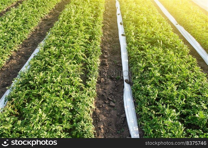 Long rows plantation of potato bushes after agrofibre removal. Cultivation, harvesting in late spring. Growing a crop on the farm. Agroindustry and agribusiness. Agriculture, growing food vegetables.