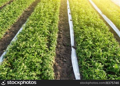 Long rows plantation of potato bushes after agrofibre removal. Cultivation, harvesting in late spring. Growing a crop on the farm. Agroindustry and agribusiness. Agriculture, growing food vegetables.