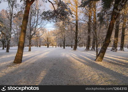 Long shadows of pine trees falling on snowy ground in Parnu rannapark lit by soft winter morning light