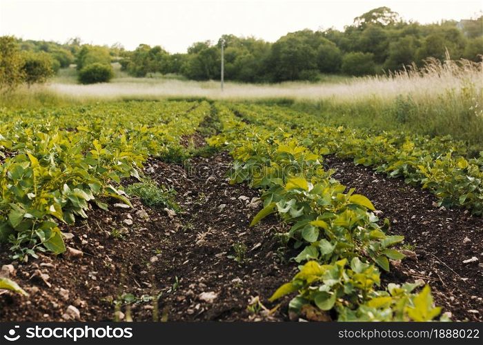 long shot agricultural field . Resolution and high quality beautiful photo. long shot agricultural field . High quality and resolution beautiful photo concept