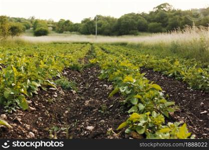 long shot agricultural field . Resolution and high quality beautiful photo. long shot agricultural field . High quality and resolution beautiful photo concept