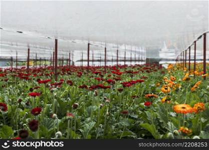 long shot flowers inside greenhouse