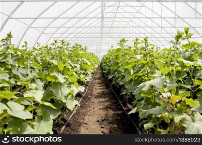 long shot greenhouse plant rows. Resolution and high quality beautiful photo. long shot greenhouse plant rows. High quality and resolution beautiful photo concept