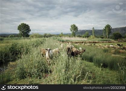 long shot herd sheep eating grass pasture