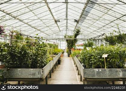 long shot inside greenhouse
