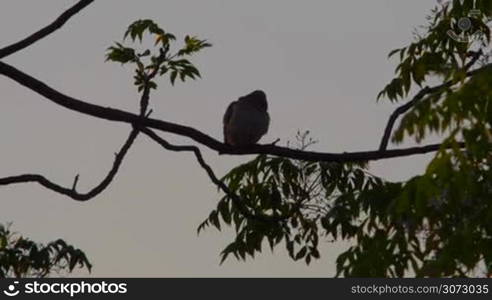 Long shot of a bird cleaning his feathers on a spring tree afternoon