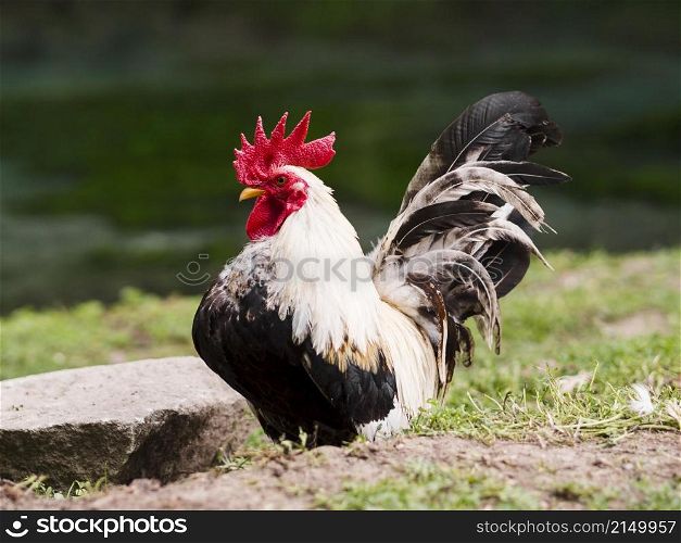 long shot rooster staying outside