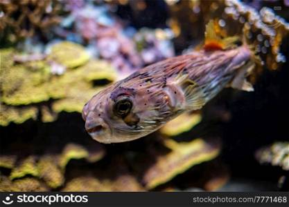 Long-spine porcupinefish Diodon holocanthus, also known as the freckled porcupinefish fish underwater in sea with corals in background. Long-spine porcupinefish underwater in sea