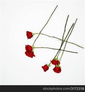 Long-stemmed red roses spread out against white background.