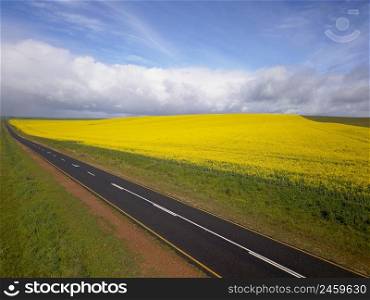 Long straight road running through a yellow field, aerial landscape