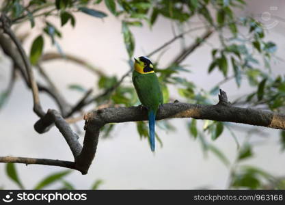 Long Tailed broadbill, Psarisomus dalhousiae, Sattal, Nainital, Uttarakhand, India.