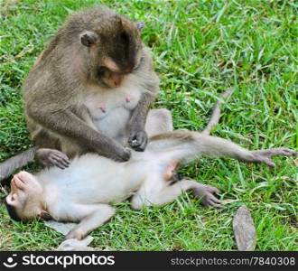 Long-tailed Macaque behavior