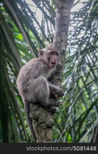 Long-tailed Macaque climbing a tree, Monkey Forest, Ubud, Bali