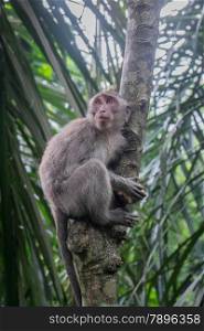 Long-tailed Macaque climbing a tree, Monkey Forest, Ubud, Bali
