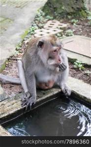 Long-tailed Macaque drinking water, Monkey Forest, Ubud, Bali