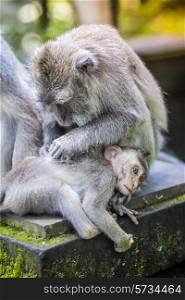 Long Tailed Macaque with her Infant , Sacred Monkey Forest, Ubud. Bali, Indonesia