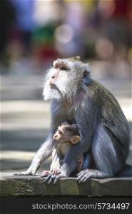 Long Tailed Macaque with her Infant , Sacred Monkey Forest, Ubud. Bali, Indonesia
