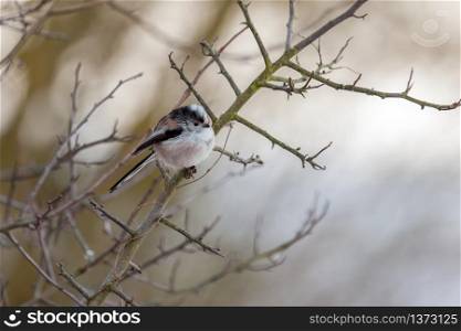 Long Tailed Tit puffed up on a cold winter&rsquo;s day