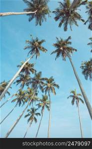 Long tropical coconut palm trees over blue sky perspective view from ground