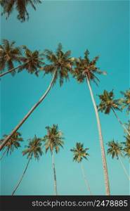 Long tropical coconut palms and blue sky vintage color toned and stylized