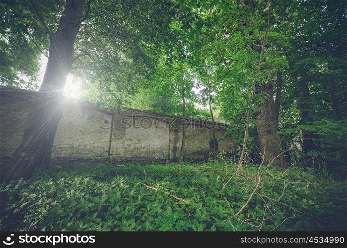 Long weathered brick wall in a forest