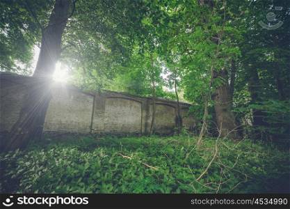 Long weathered brick wall in a forest