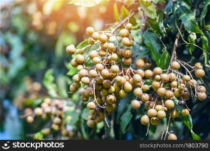 Longan orchards garden fruit on the longan tree, Tropical fruits in summer thailand